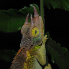 Jackson's Chameleon
