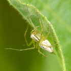 Striped lynx spider (female)