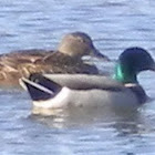 Mallard