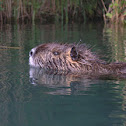 Nutria