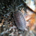 Pill Bug