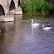 Mute Swan