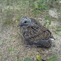 Mourning Dove