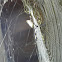 golden orb weaver