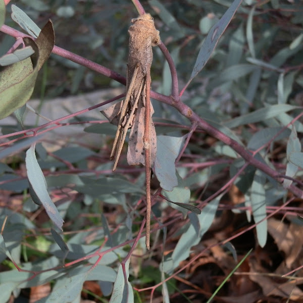 Lessstick Case Moth larva Project Noah