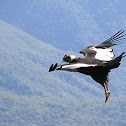 Andean condor