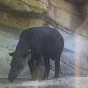 Brazilian Tapir