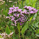 Sea Lavender
