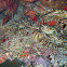 Caribbean spiny lobster
