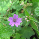 Dovesfoot Geranium