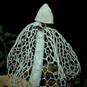Bridal Veil Stinkhorn