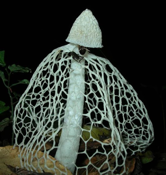 Bridal Veil Stinkhorn Project Noah