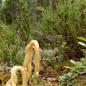 Pinesap, Mäntykukka