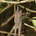 Bagworm Moth Case