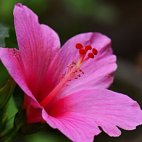 The soul by Priyank Jha - Nature Up Close Flowers