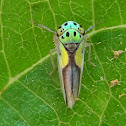 Leafhopper