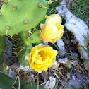Cactus Flower