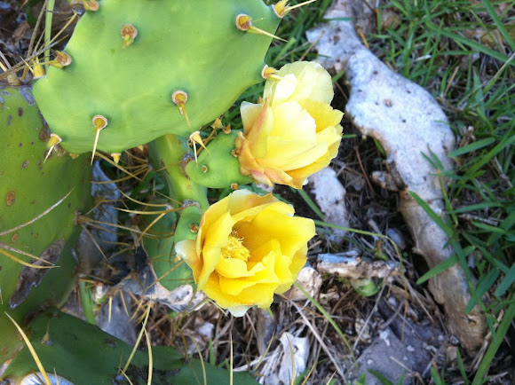 Spotting Image 1
