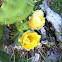Cactus Flower