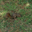 Grey squirrel