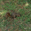 Grey squirrel