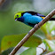 Paradise Tanager