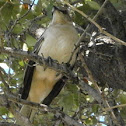 Northern Mockingbird