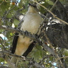 Northern Mockingbird