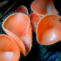 Cup Fungus