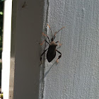 Leaf-footed bug