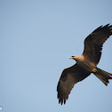Black Kite