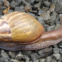 East African land snail