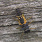 Multicolored Asian Lady Beetle