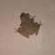 tree frog