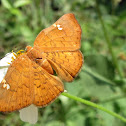 Curve-winged Emesis