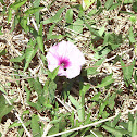 Convolvulus