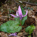 Trout lily