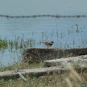 Killdeer