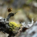 House wren