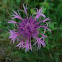 Centaurea