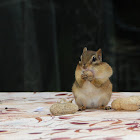 Chipmunk