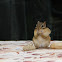Chipmunk