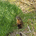 Groundhog