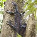 Lace Monitor