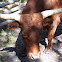 Pineywoods cattle