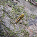 Millipede