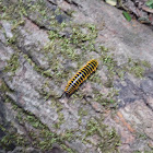 Millipede