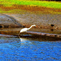 Great White Egret