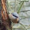 Nuthatch
