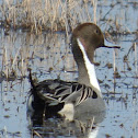 Northern Pintail Duck (male)